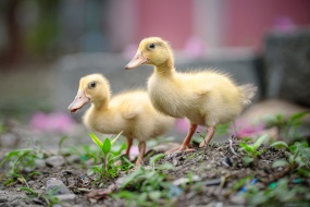 两只黄色小鸭子图片